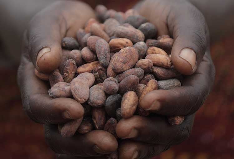 Single origin cocoa’s ‘halo’ effect