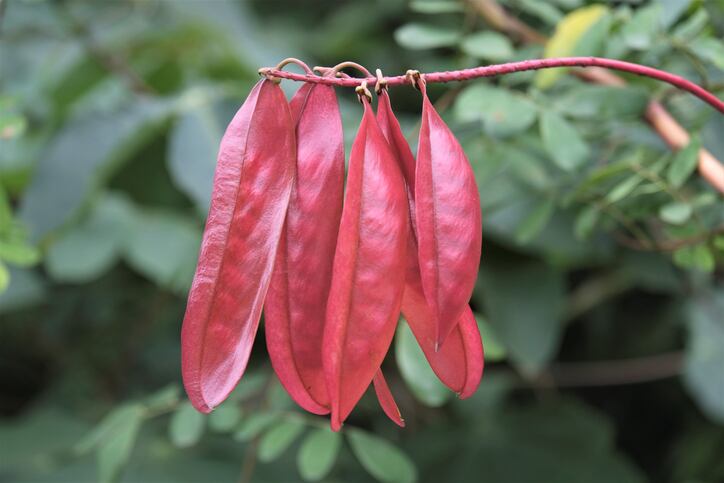 Could-FDA-s-determination-of-tara-flour-as-unsafe-threaten-reputation-of-tara-gum.jpg
