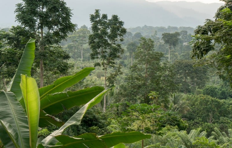 Cocoa & Forests Initiative reports progress on traceability, agroforestry and forest protection in West Africa