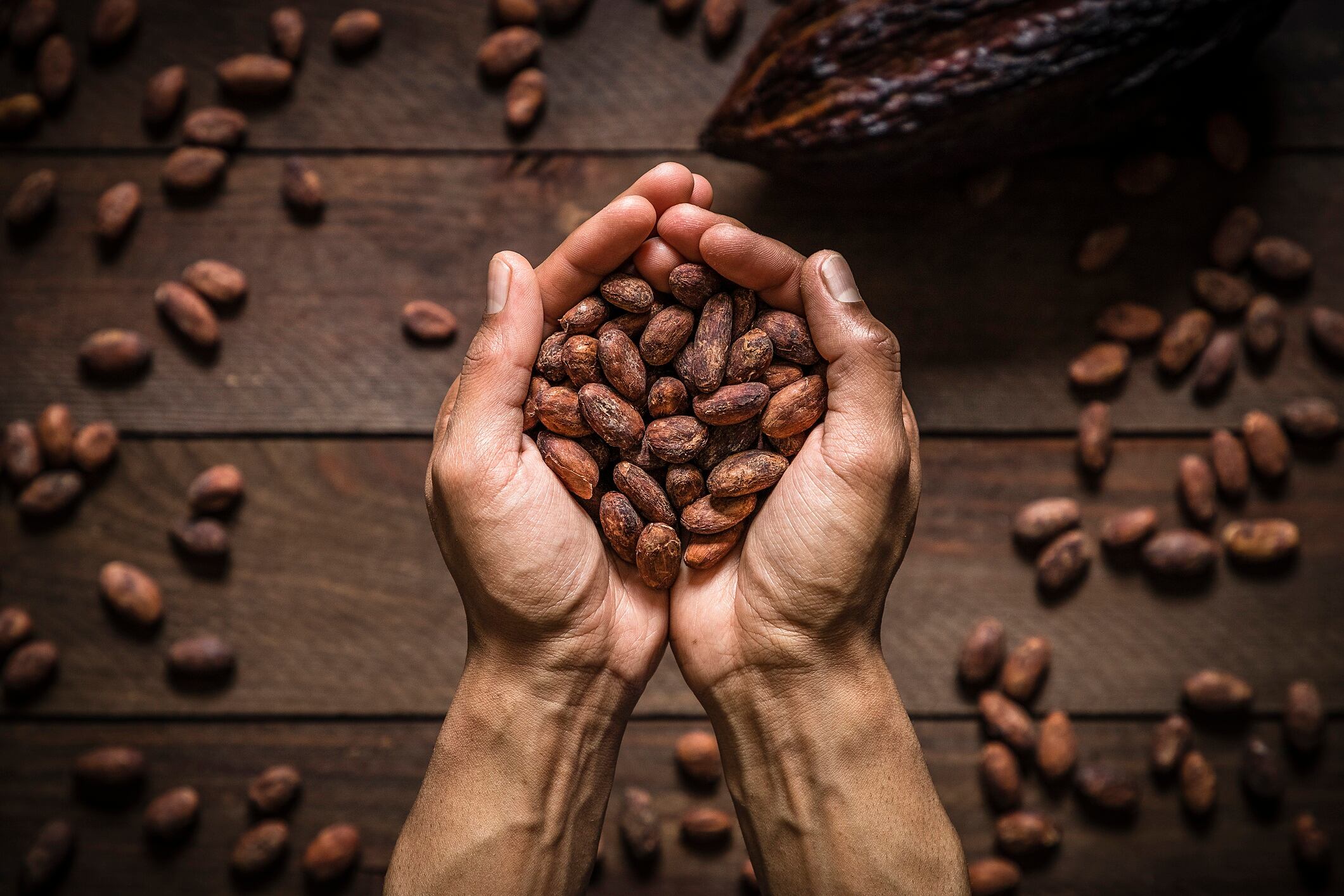 Top view of two human hands holding cocoa beans.