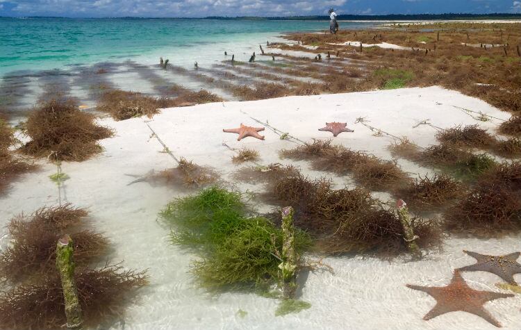 Cargill moves to protect red seaweed with Promise of better sustainability standards in supply chain