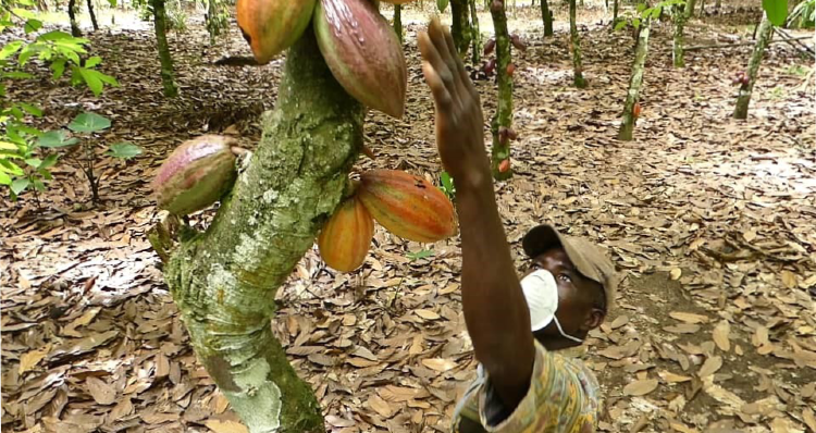 Belcolade & Puratos moves to protect its network of cocoa farmers during the coronavirus outbreak