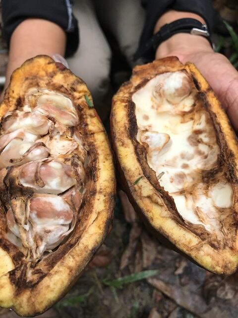 Cocoa-Pod-Borer-symptoms.jpg