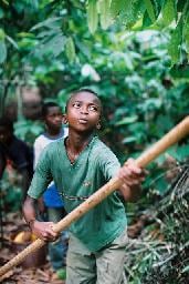 Cocoa-Child-labor-source-ILRF.jpg