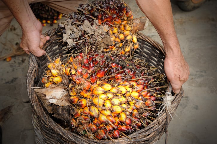 palm-oil-Creditslpu9945.jpg
