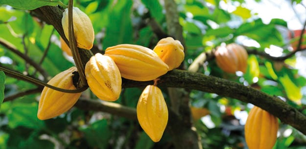 ecuadorian-cocoa.jpg