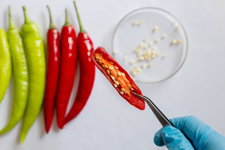 Chillis-petri-dish-Getty.jpg