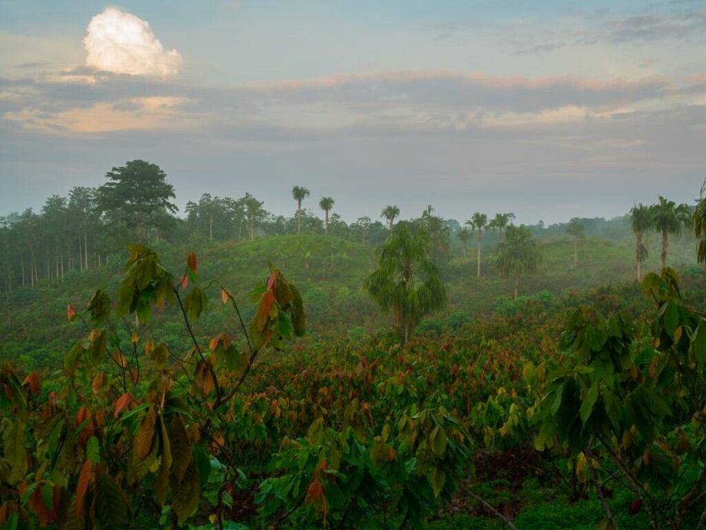 Colombia becomes a full member of the ICCO