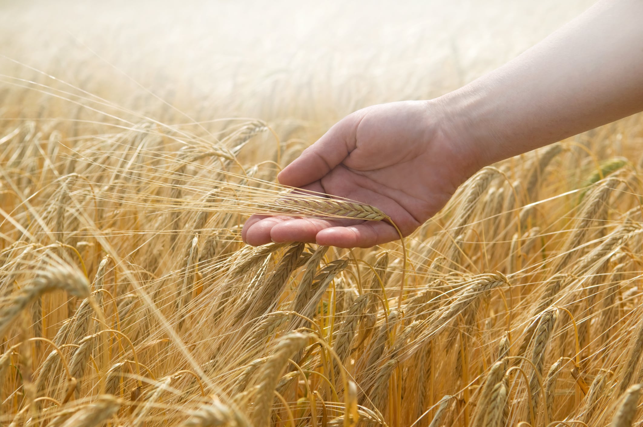 Hand touching wheat