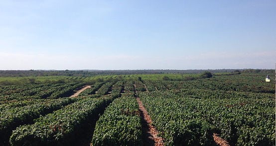 cocoa-plnatation-aprocafa.jpg