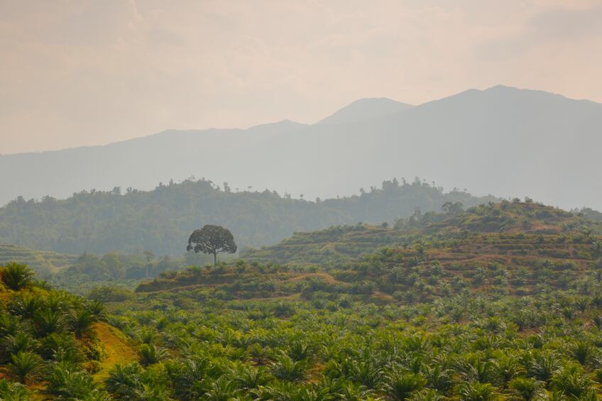 ‘We are in 2019, we don’t have time’: Nestlé’s ‘call to arms’ on deforestation