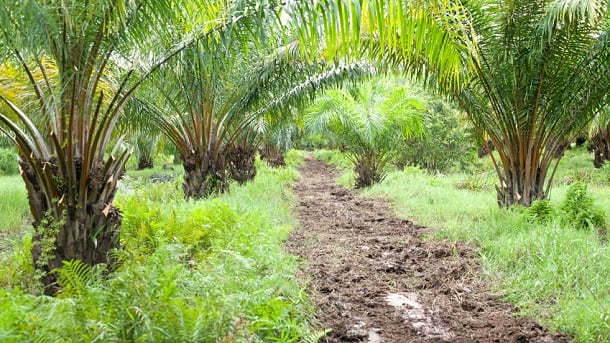 palm-oil-plantation.jpg