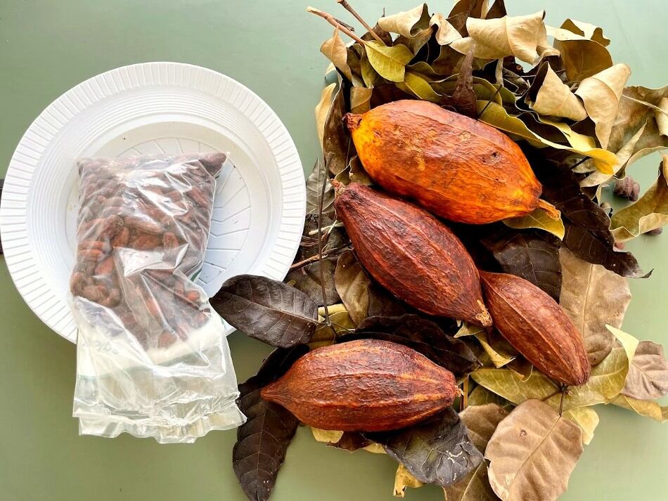 fresh-cacao-mongabay-crop.jpg