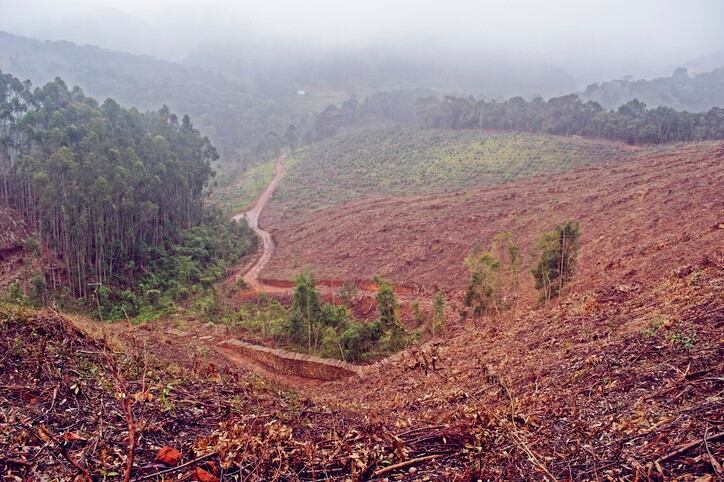 Top down pressure: Carrefour Brazil calls on suppliers to reduce deforestation risks