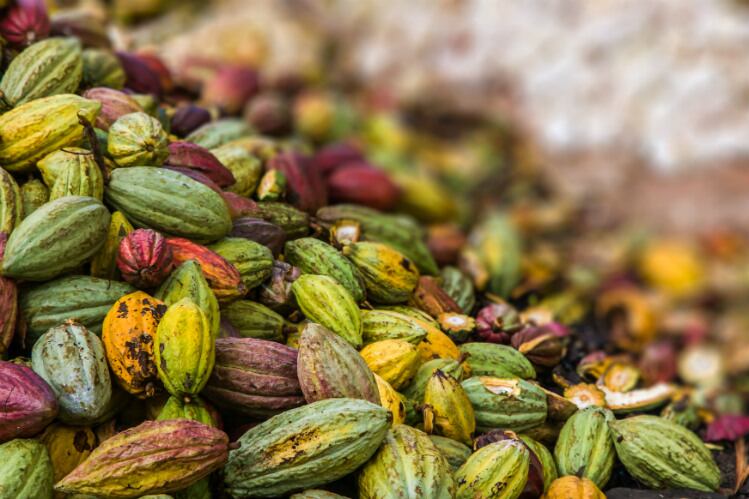 cocoa-pods-GettyImages-820598640_Pierre-Yves-Babelon.jpg