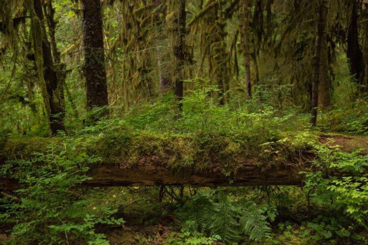 Rainforest Alliance welcomes new EU commitment on deforestation