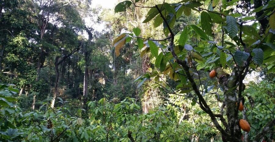 CocoaAction Brasil notches up success in developing the country’s cocoa sector