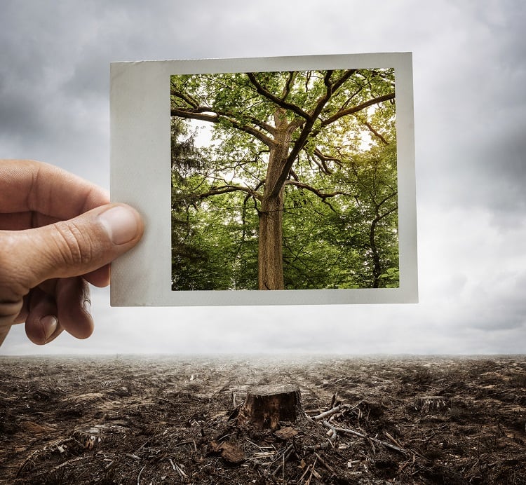 deforestation-Nastco.jpg