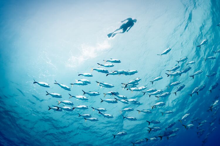 GettyImages-EXTREME-PHOTOGRAPHER-diver-fish-sea-ocean.png