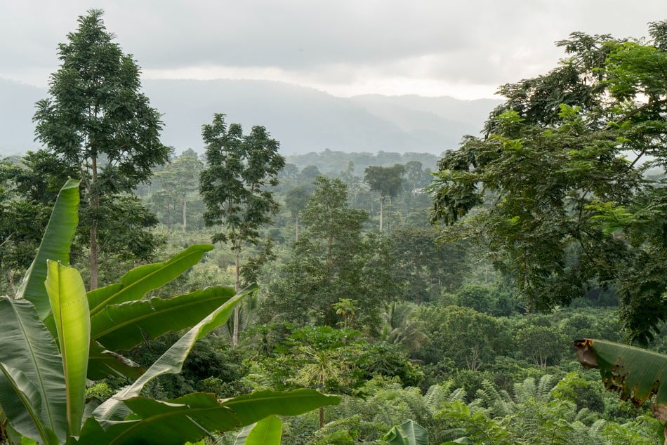 Deforestation: what I’ve learned from 30 years of working in cocoa-growing landscapes in West Africa