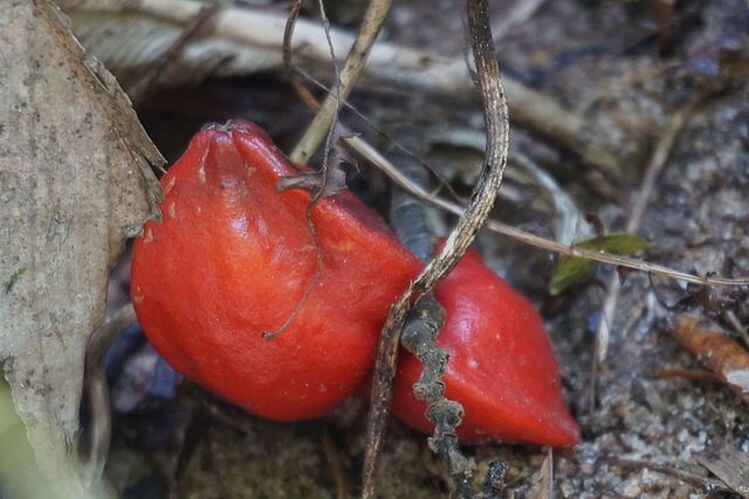 Katemfe_fruit-image-credit-Cyriac-Gbogou.jpg