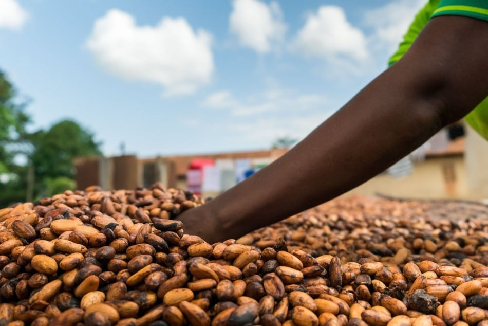 Cocoa farmers see incomes increase under new Fairtrade-backed scheme