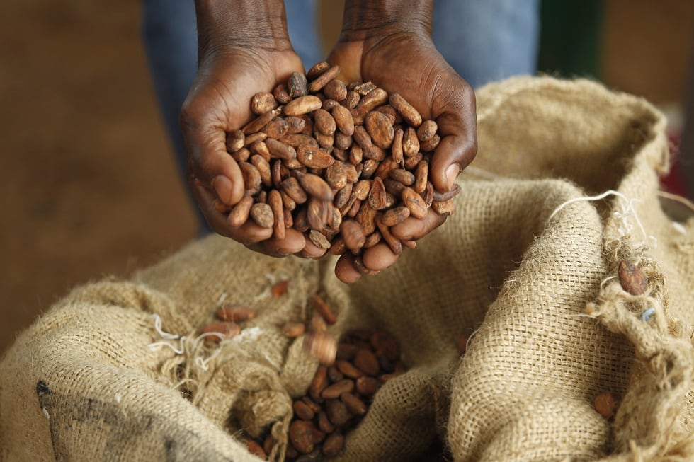 cocoa-hands-callebaut.jpg