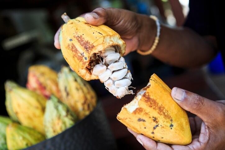 European Cocoa Forum to address food safety and cocoa quality challenges