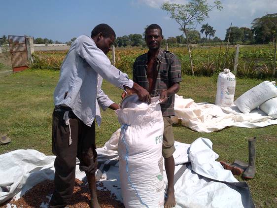 haiti-cocoa.jpg