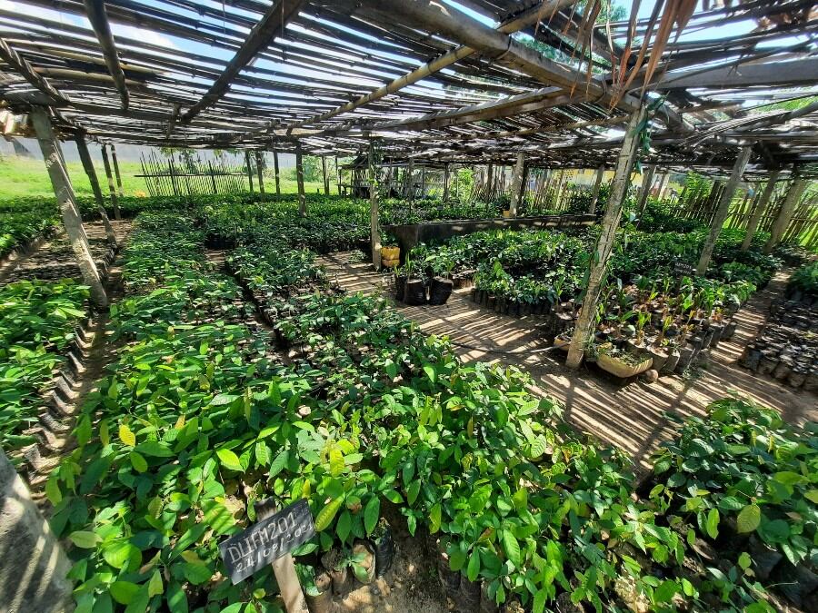 cocoa-seedling-farm-farm-in-Madagascar-courtesy-of-TSIRO-Alliance-crop.jpg