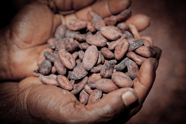 cocoa-3000RISK.jpg