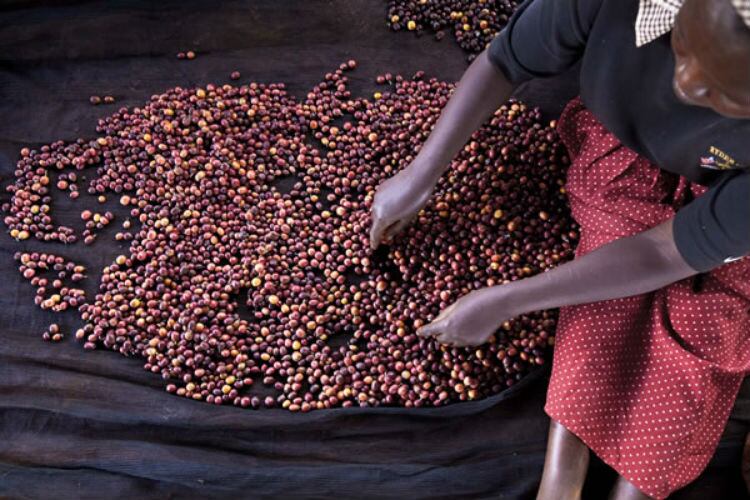 EU due diligence laws for cocoa sector could be in force by 2022