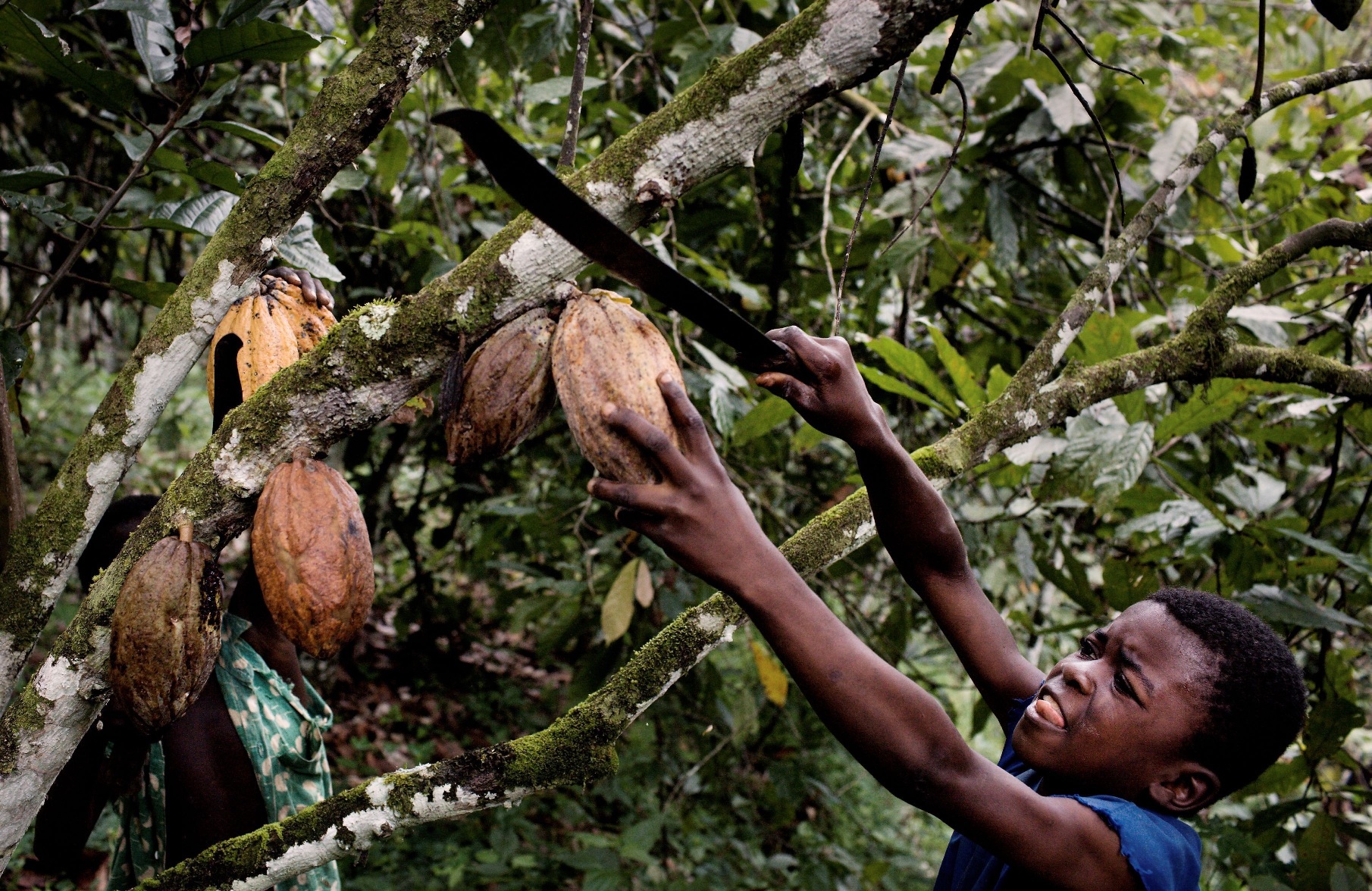 trafficking child labor in the chocolate industry