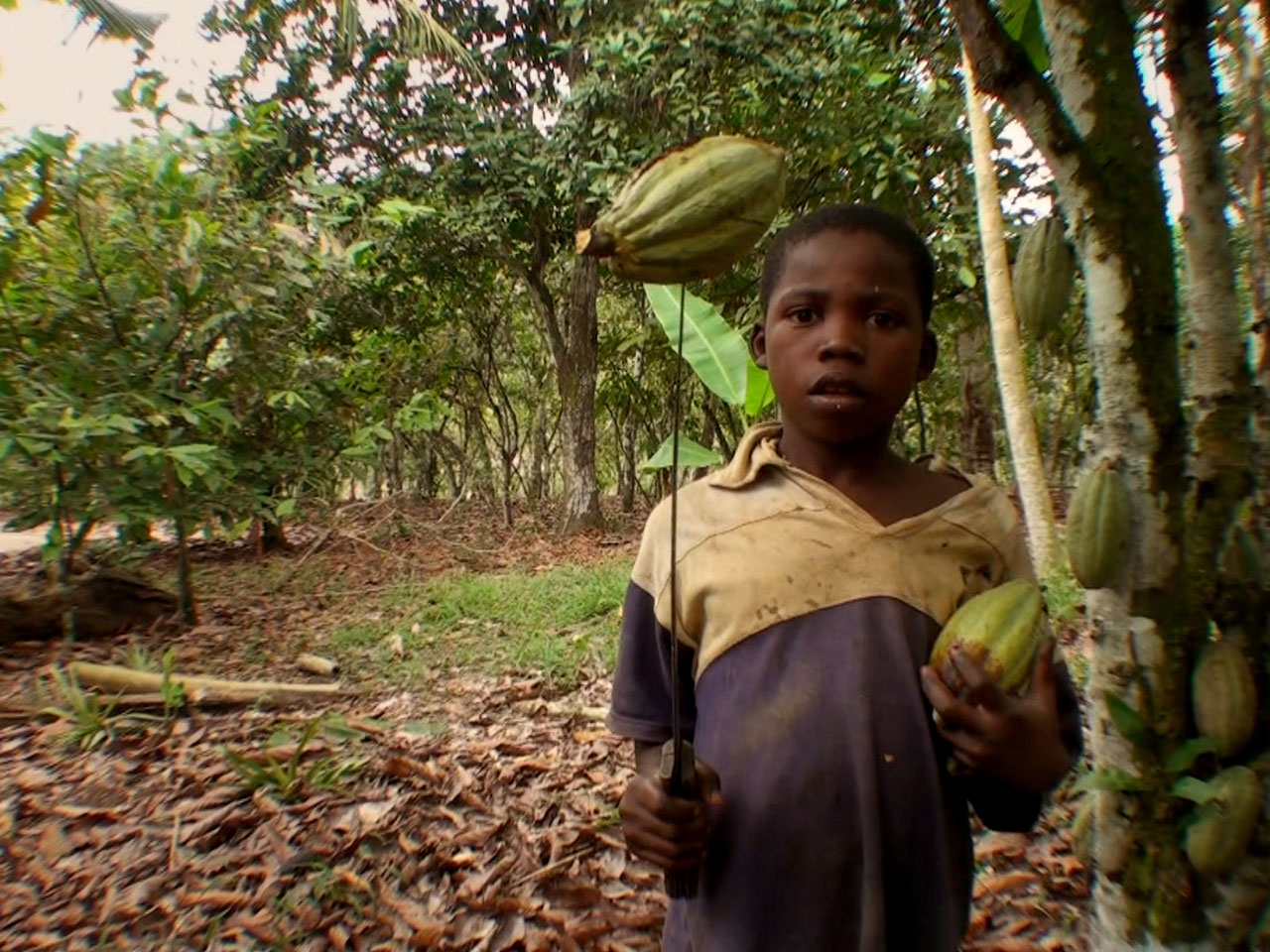 Tulane cocoa labor report: 21% rise in Africa