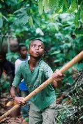 Cocoa Child labor source - ILRF