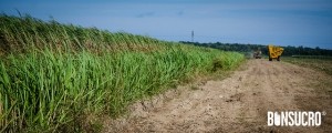 sugarcane wind