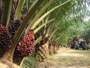 Palm oil plantation GreenPalm