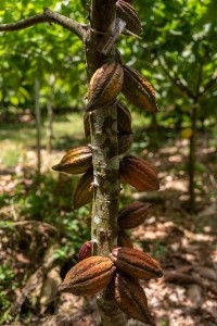 Barry Callebaut ‘sharpens’ its Ceaselessly Chocolate sustainability plan