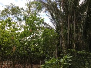 Cocoa farm meets rainforest