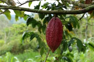 Colombia organic cocoa - GettyImages-andyjkramer