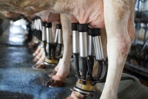 cows milked -GettyImages-Toa55