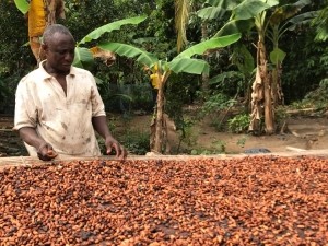 Daniel aboagye cocoa farmer2 750