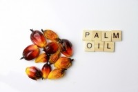 palm oil kernels word Crédits taffpix
