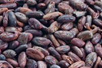 cocoa beans raw