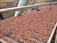 congo drying cocoa wilkins
