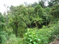 Bamboo_and_ferns_in_Peru_rainforest_()