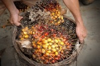 palm oil Creditslpu9945