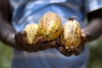 cocoa fairtrade - marco garofalo