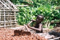 Child Labour in cocoa growing communities.