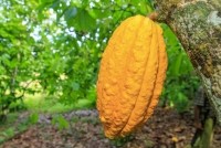 yellow cocoa pod